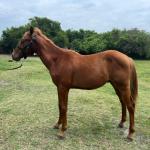 LOTE 007 - REY MAGIC ABRA CI
