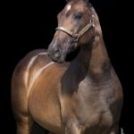 LOTE 003 - INNICTA FLY JAY OFV
