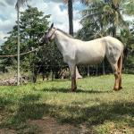 LOTE 016 - PEPITA TROUBLE JAY