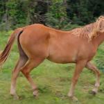 LOTE 017 - CANELA