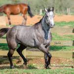 LOTE 007 - ALMA BEST GUN