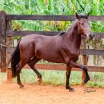LOTE 016 - BADOKE DA NOVA TRADIÇÃO