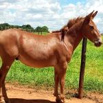 LOTE 017 - APACHE