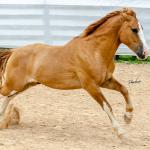LOTE 015 - APACHE ESM DA PPMP