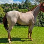 LOTE 012 - ODIN MOON FLY