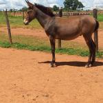 LOTE 021 - CONHAQUE