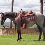 LOTE 001 - INFINITA DA FLORESTA