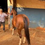 LOTE 005 - SANJOS MEDADAS ME