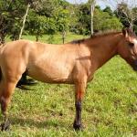LOTE 014 - BARUK