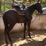 LOTE 001 - EMBRIÃO A EFETIVAR (BIG SHINER x ILP NEGRA FURACÃO)