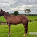 LOTE 003 - ELEGANTE