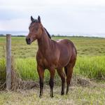 LOTE 007 - SMARV BEE CODY