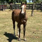 LOTE 017 - LIZ HICKORY DPLC