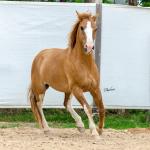 LOTE 015 - APACHE ESM DA PPMP