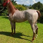 LOTE 012 - ODIN MOON FLY