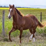 LOTE 006 - GUAPO DOC JAY