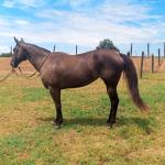 LOTE 004 - CACAU ROXA HS2
