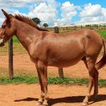 LOTE 017 - APACHE