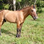 LOTE 014 - BARUK