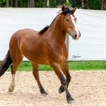 LOTE 010 - AMULETO ESM DA PPMP