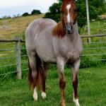 LOTE 002 - POP REY STAR MIME