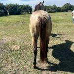 LOTE 011 - TILLY MELODYS MG2