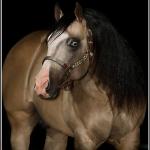 LOTE 012 - JUST IN HOLLYGUN QR