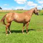 LOTE 004 - CANDY HICKORY DHL