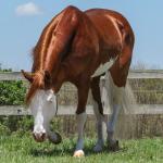 LOTE -200 - SMART CHIC DUNIT (Coberturas)