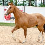 LOTE 016 - CALIBRE ESM DA PPMP
