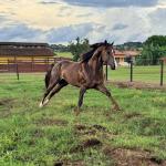 LOTE 011 - MCI PETER LEO FAME