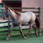 LOTE 009 - PRINCESS JAY KEYS