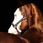 LOTE -200 - SMART CHIC DUNIT (Coberturas)