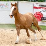 LOTE 016 - CALIBRE ESM DA PPMP