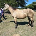 LOTE 011 - TILLY MELODYS MG2
