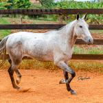LOTE 017 - BETANIA DA NOVA TRADIÇÃO