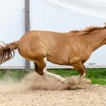 LOTE 015 - APACHE ESM DA PPMP