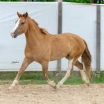 LOTE 015 - APACHE ESM DA PPMP