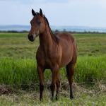 LOTE 012 - GUAPO BEE LENA