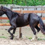 LOTE 019 - CACIQUE ESM DA PPMP