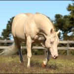 LOTE 007 - WHITE IN EXCESS DAN