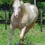 LOTE 018 - SHINERS WHITE BELL