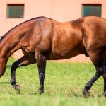 LOTE -100 - TAPOCRAT - Coberturas