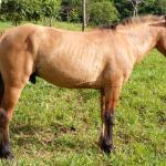 LOTE 014 - BARUK