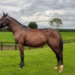 LOTE 010 - JADE