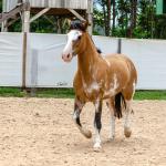 LOTE 008 - DEBOCHADA ESM DA PPMP