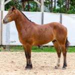 LOTE 010 - AMULETO ESM DA PPMP