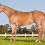 LOTE 014 - EMBRIÃO A EFETIVAR - BENETT DASH BULLION x TWIG LADY AG