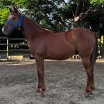 LOTE 012 - KING ROOSTER OLENA