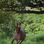 LOTE 018 - PEROLA MISTERCAT CDA